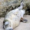 Sick Seal Pup Found Sunday